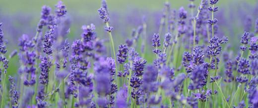 Field of lavender