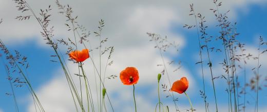 Poppies