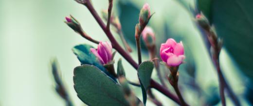 Flower buds