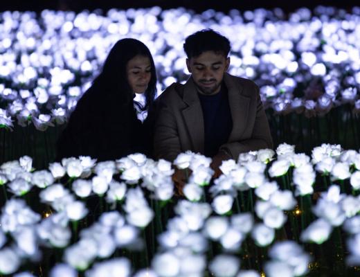 A couple amongst a sea of glowing white roses 